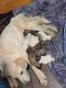 Great Pyrenees Puppies for sale in Auberry, CA, USA. price: NA
