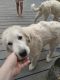 Great Pyrenees Puppies for sale in Richmond, KY 40475, USA. price: NA