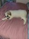 Great Pyrenees Puppies for sale in Sanatoga, PA 19464, USA. price: NA