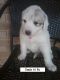 Great Pyrenees Puppies for sale in Shawnee, OK, USA. price: $400