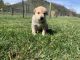 Great Pyrenees Puppies for sale in White Sulphur Springs, WV 24986, USA. price: $800