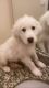 Great Pyrenees Puppies for sale in Katy, TX, USA. price: NA