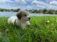 Great Pyrenees Puppies for sale in Miami-Dade County, FL, USA. price: $800