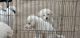 Great Pyrenees Puppies for sale in KS-15, Dexter, KS, USA. price: NA