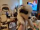 Great Pyrenees Puppies for sale in McDonough, GA 30253, USA. price: NA