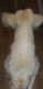 Great Pyrenees Puppies for sale in Laurel Fork, VA 24352, USA. price: $200