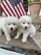 Great Pyrenees Puppies for sale in Ocala, FL, USA. price: NA