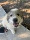 Great Pyrenees Puppies for sale in Loudon, TN 37774, USA. price: $250