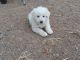 Great Pyrenees Puppies for sale in South Fork, CO 81154, USA. price: NA