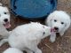 Great Pyrenees Puppies for sale in South Fork, CO 81154, USA. price: $850