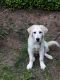 Great Pyrenees Puppies for sale in Ware Shoals, SC 29692, USA. price: NA