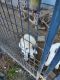 Great Pyrenees Puppies for sale in Cullman, AL, USA. price: $100