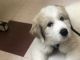 Great Pyrenees Puppies for sale in Bayonne, NJ, USA. price: NA