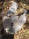 Great Pyrenees Puppies for sale in Tucson, AZ, USA. price: NA