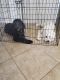 Great Pyrenees Puppies for sale in Hutto, TX 78634, USA. price: NA
