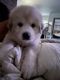 Great Pyrenees Puppies for sale in Sonora, CA 95370, USA. price: $600