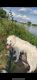Great Pyrenees Puppies for sale in Dallas, TX 75240, USA. price: $300