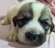 Great Pyrenees Puppies for sale in Cleveland, GA 30528, USA. price: NA