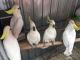 Great Shearwater Birds for sale in Texas City, TX, USA. price: NA