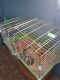Greater Fat-tailed Jerboa Rodents for sale in Albert Lea, MN 56007, USA. price: NA