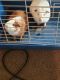 Greater Guinea Pig Rodents for sale in Phoenix, AZ, USA. price: NA
