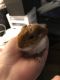 Greater Guinea Pig Rodents