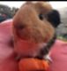 Greater Guinea Pig Rodents for sale in San Marcos, CA, USA. price: NA