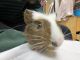 Greater Guinea Pig Rodents for sale in Roanoke, VA, USA. price: NA