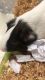 Greater Guinea Pig Rodents for sale in Clayton, NC, USA. price: $70