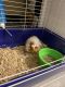 Greater Guinea Pig Rodents for sale in Cochran, GA 31014, USA. price: $80
