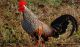 Greater Prairie Chicken Birds