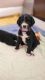 Greater Swiss Mountain Dog Puppies for sale in 18 Woodsedge Ave, Budd Lake, NJ 07828, USA. price: $2,000