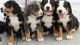 Greater Swiss Mountain Dog Puppies for sale in Seattle, WA, USA. price: NA