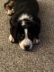Greater Swiss Mountain Dog Puppies for sale in Colorado Springs, CO, USA. price: $3,400