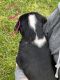 Greater Swiss Mountain Dog Puppies for sale in Paradise, PA, USA. price: $1,400