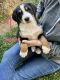 Greater Swiss Mountain Dog Puppies for sale in Paradise, PA, USA. price: $1,200