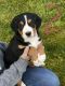 Greater Swiss Mountain Dog Puppies