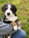 Greater Swiss Mountain Dog Puppies for sale in Paradise, PA, USA. price: $1,000