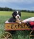 Greater Swiss Mountain Dog Puppies for sale in Lancaster, PA, USA. price: $950