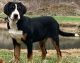 Greater Swiss Mountain Dog Puppies for sale in Philpot, KY 42366, USA. price: $350,000