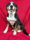 Greater Swiss Mountain Dog Puppies for sale in IA-22, Riverside, IA 52327, USA. price: $550