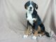 Greater Swiss Mountain Dog Puppies for sale in IA-22, Riverside, IA 52327, USA. price: $750