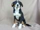 Greater Swiss Mountain Dog Puppies for sale in IA-22, Riverside, IA 52327, USA. price: $800