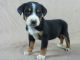 Greater Swiss Mountain Dog Puppies for sale in IA-22, Riverside, IA 52327, USA. price: $2,000