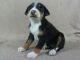 Greater Swiss Mountain Dog Puppies for sale in IA-22, Riverside, IA 52327, USA. price: $2,000