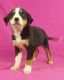 Greater Swiss Mountain Dog Puppies for sale in IA-22, Riverside, IA 52327, USA. price: $1,200