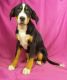 Greater Swiss Mountain Dog Puppies for sale in IA-22, Riverside, IA 52327, USA. price: $750
