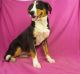 Greater Swiss Mountain Dog Puppies for sale in IA-22, Riverside, IA 52327, USA. price: $450