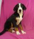 Greater Swiss Mountain Dog Puppies for sale in IA-22, Riverside, IA 52327, USA. price: $600