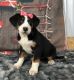 Greater Swiss Mountain Dog Puppies for sale in IA-22, Riverside, IA 52327, USA. price: $650